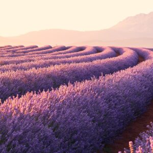 Nature Panaroma Prints